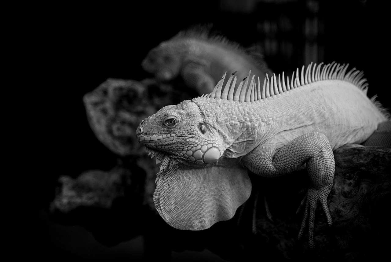 カミソリ負けを防ぐための効果的な予防策は？